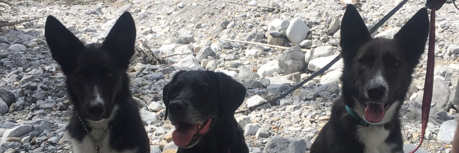 BatDogMaddy's profile banner image