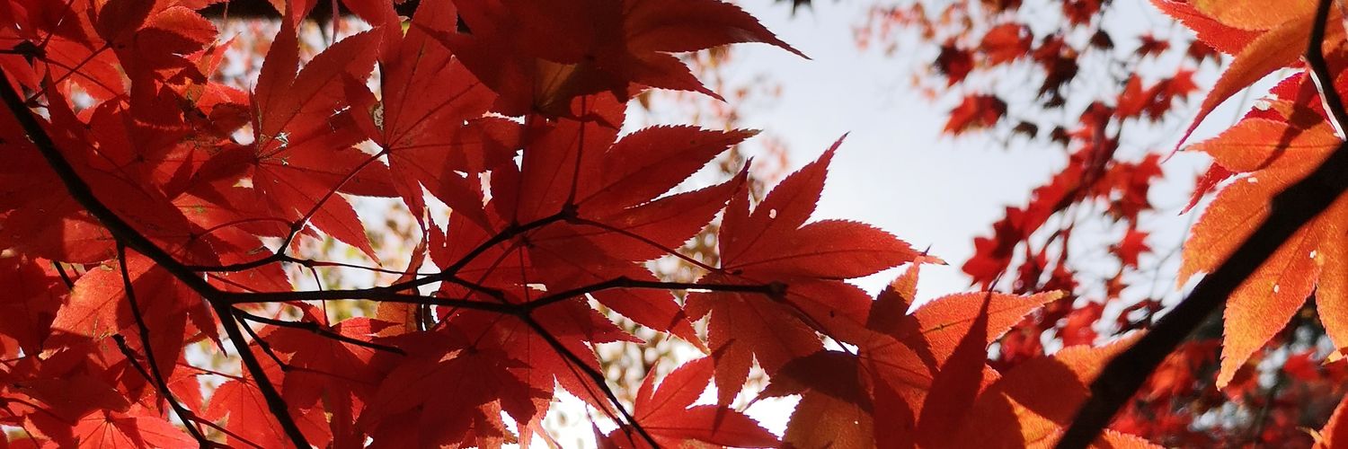 melancookie's profile banner image