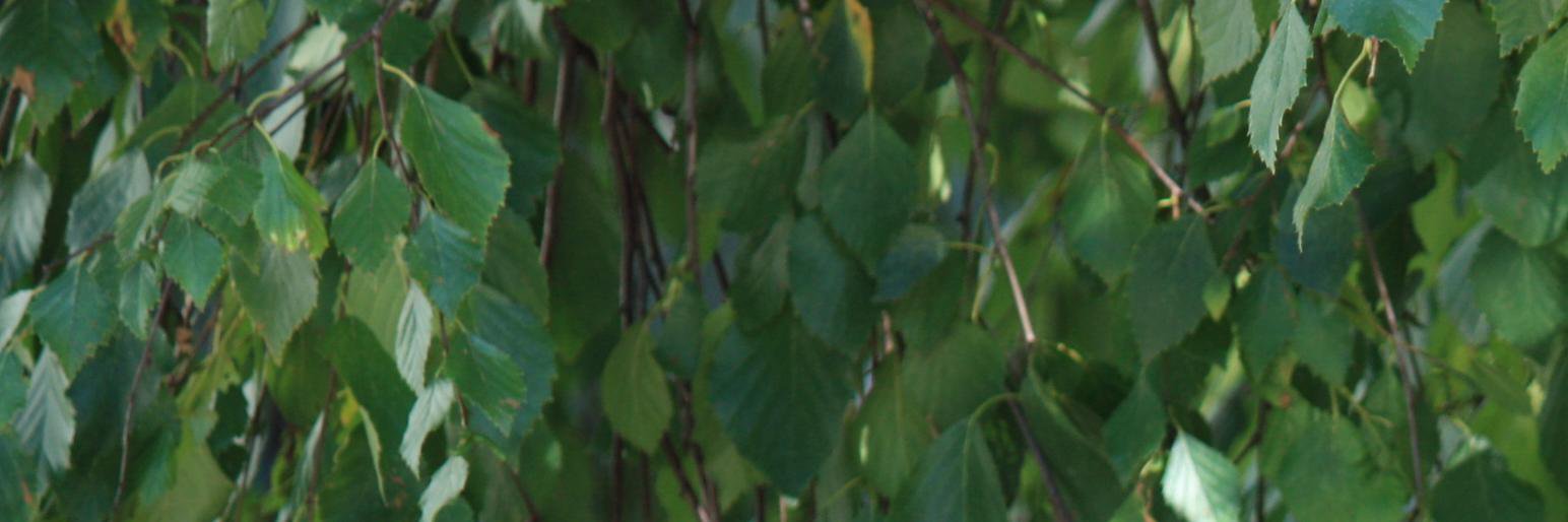 nvsir1's profile banner image