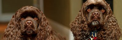 magswolfe's profile banner image