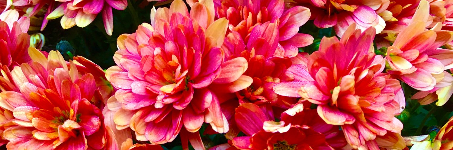CarelCramer's profile banner image
