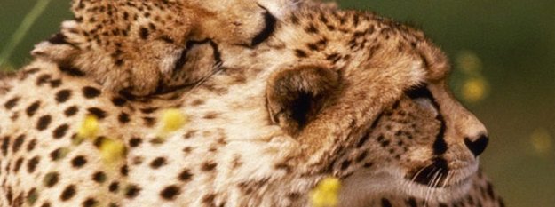 pookharvey's profile banner image