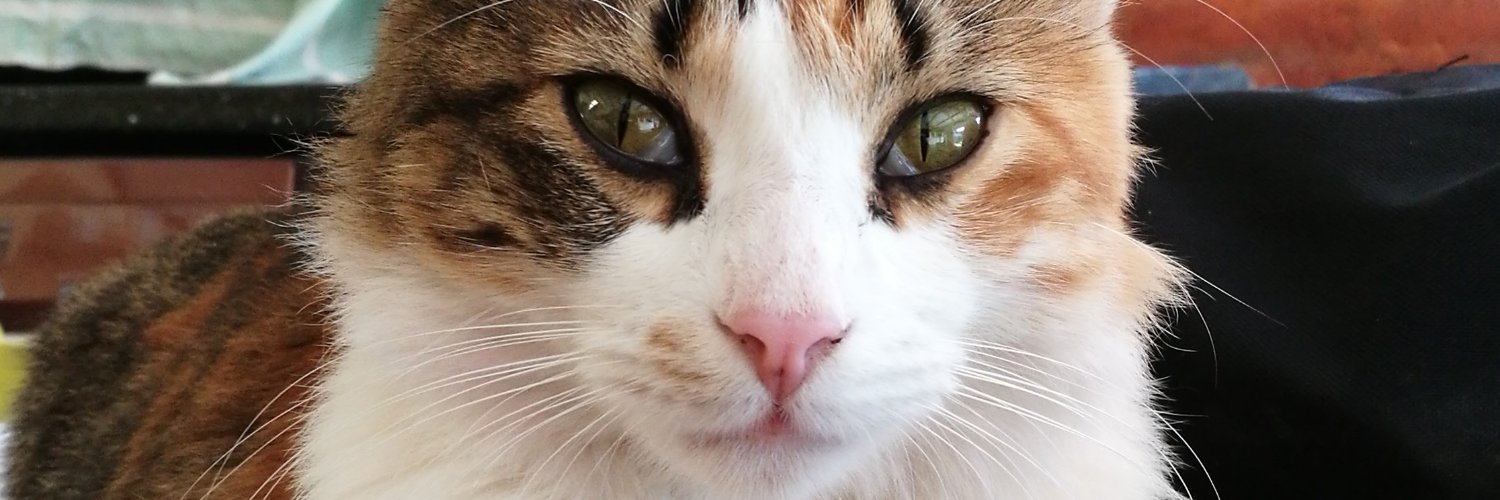 chivex's profile banner image
