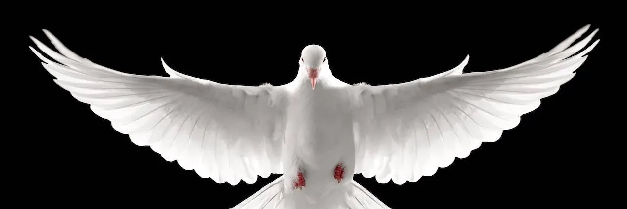 SJE Hunt 😻 banner