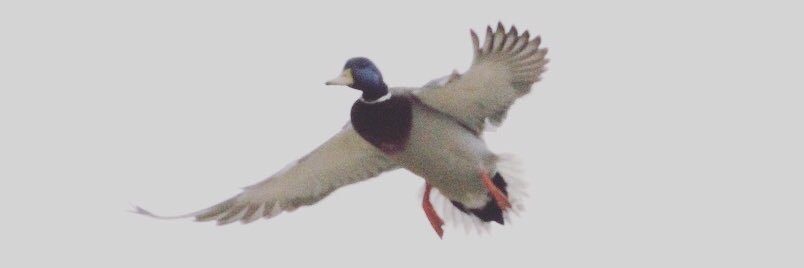 Jack Rickabaugh banner