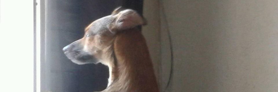 gill_groot's profile banner image