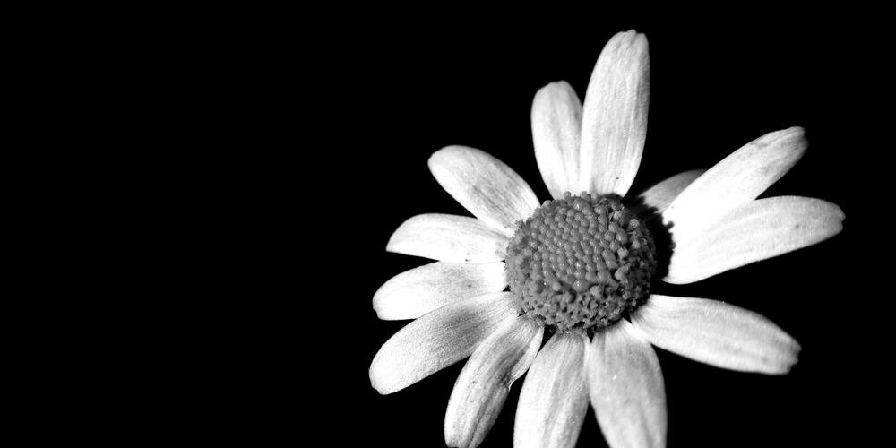 VictoriaCutro's profile banner image