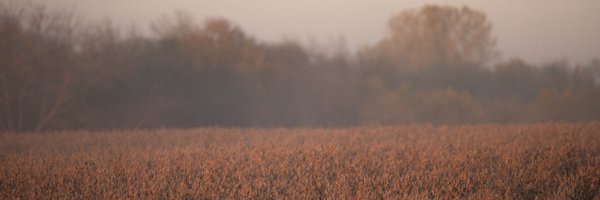 KsSoybean Profile Banner