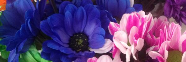 alisonarnopp Profile Banner