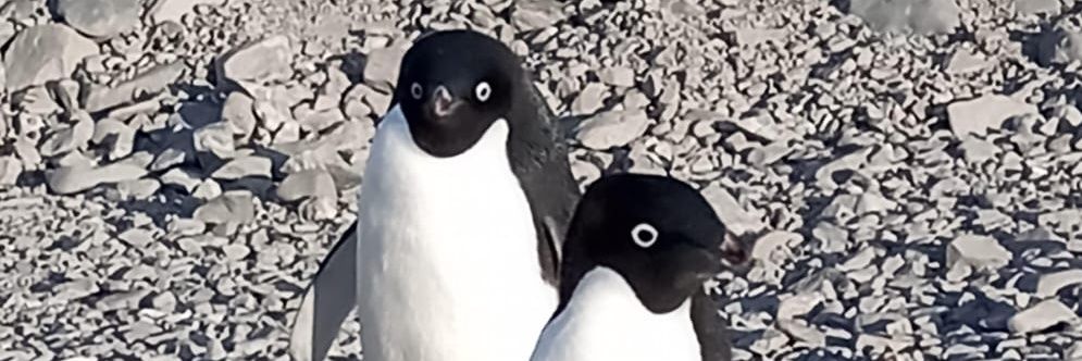 aussieargen's profile banner image