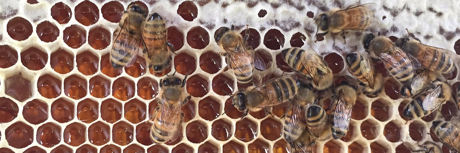bubblebeehive's profile banner image