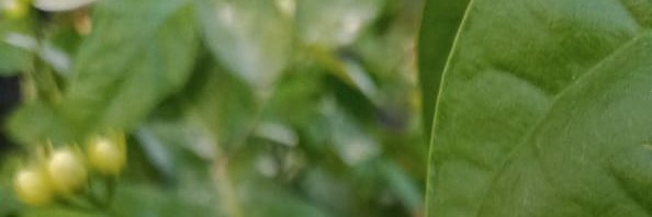 wisnu_doang's profile banner image