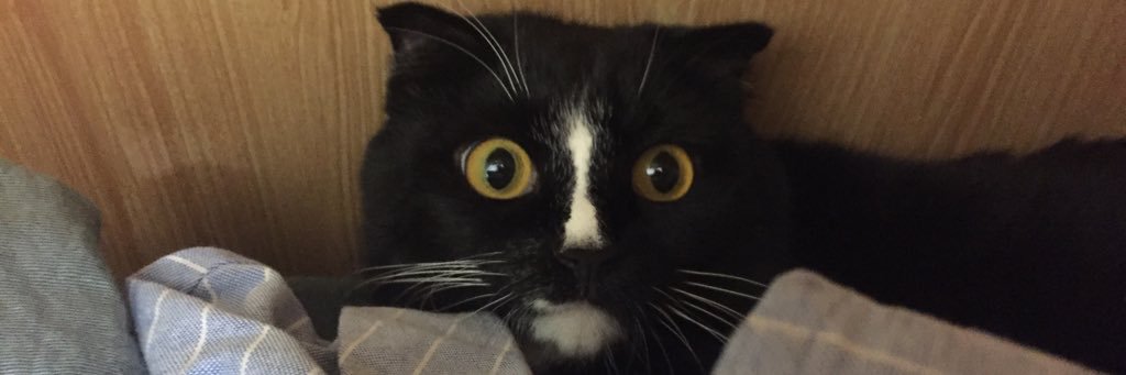 pingziaaaaa's profile banner image