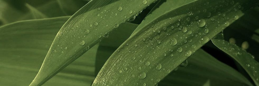 َ banner