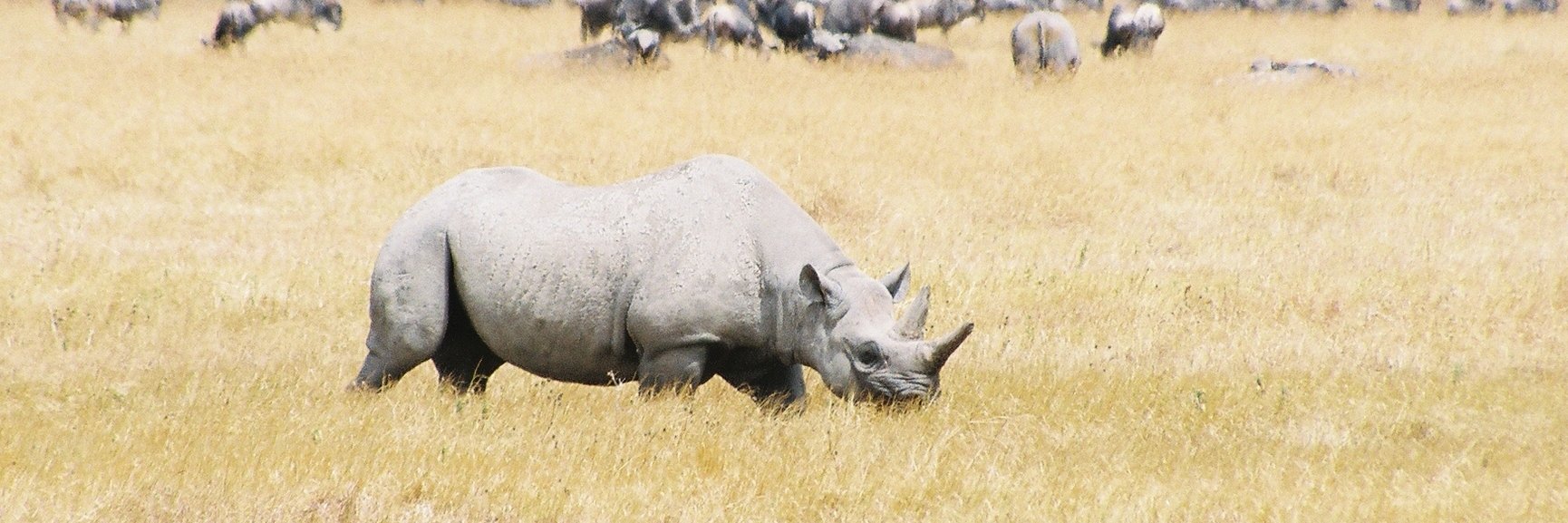 Skipperdoodle banner