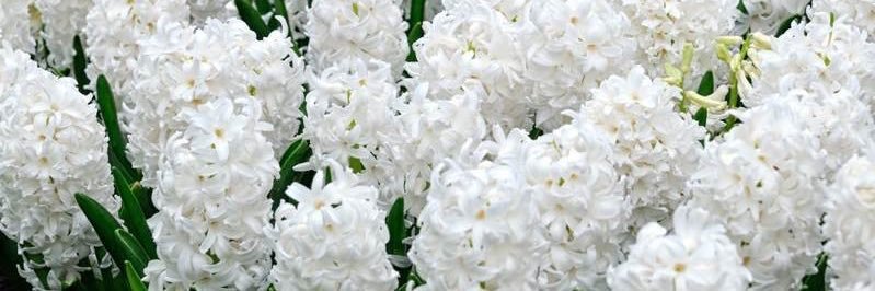 _Hyacinthus_'s profile banner image