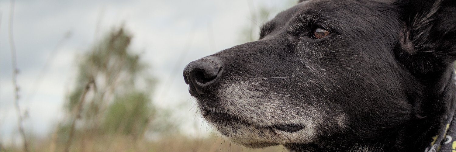 n1psi's profile banner image