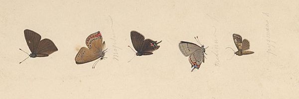 ssv_alc's profile banner image