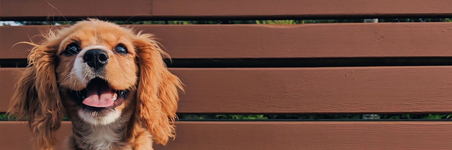 Jennifer Monaco banner