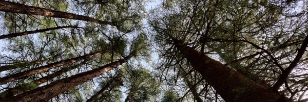 ShachiC15 Profile Banner