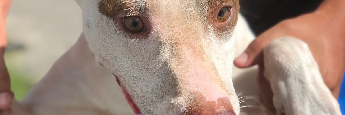 daaaymayara's profile banner image