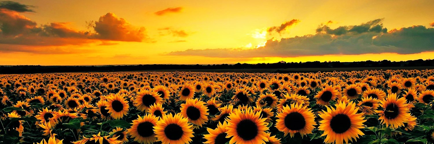 Nancy Wein banner