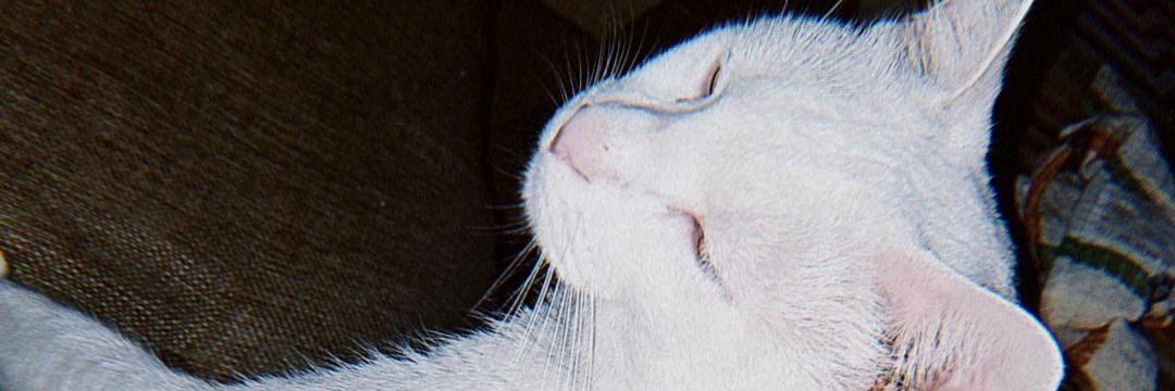 belularroquette's profile banner image