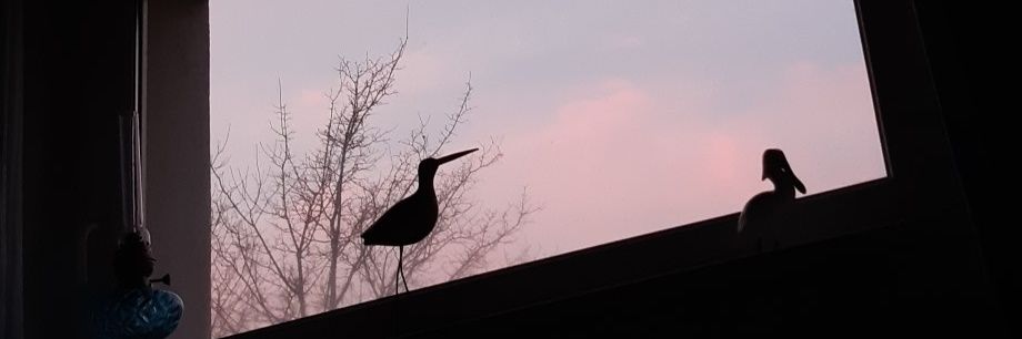uneagilityste's profile banner image