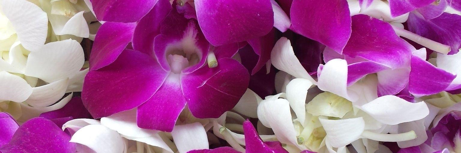 Mrs.Claudia Sanchez banner