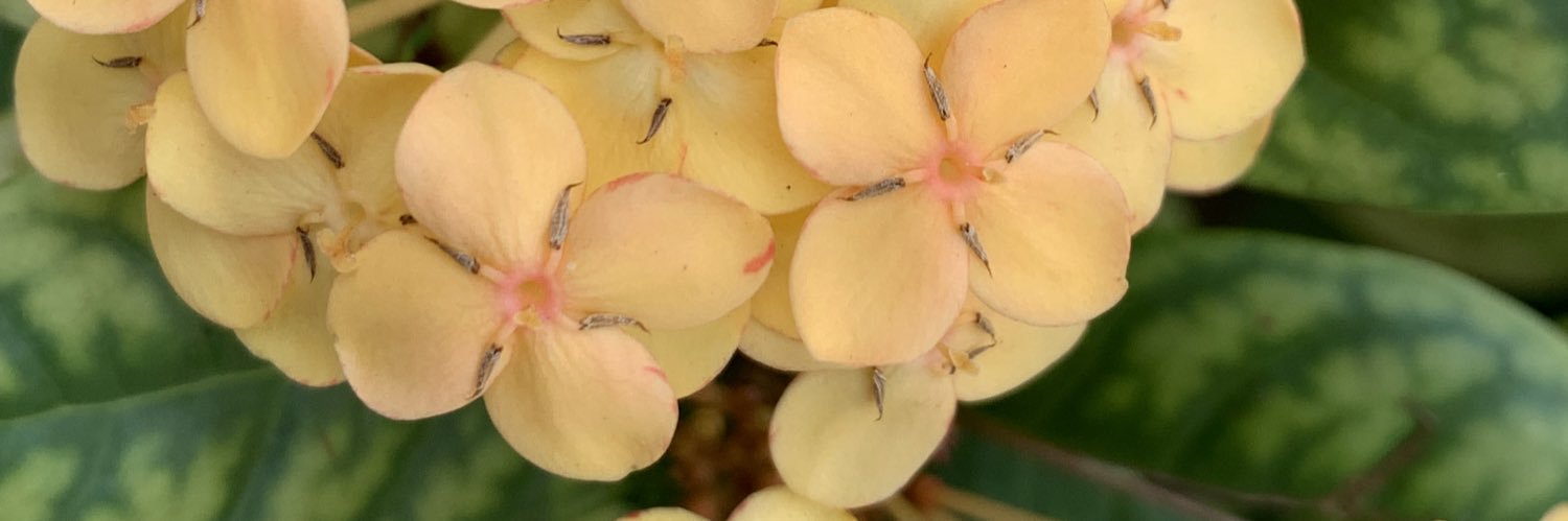 Danielle Chacon, PhD banner