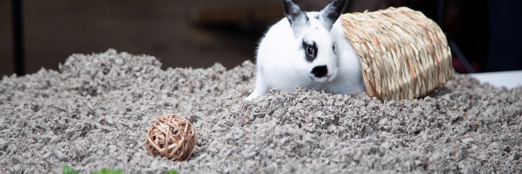 carefreshpets's profile banner image