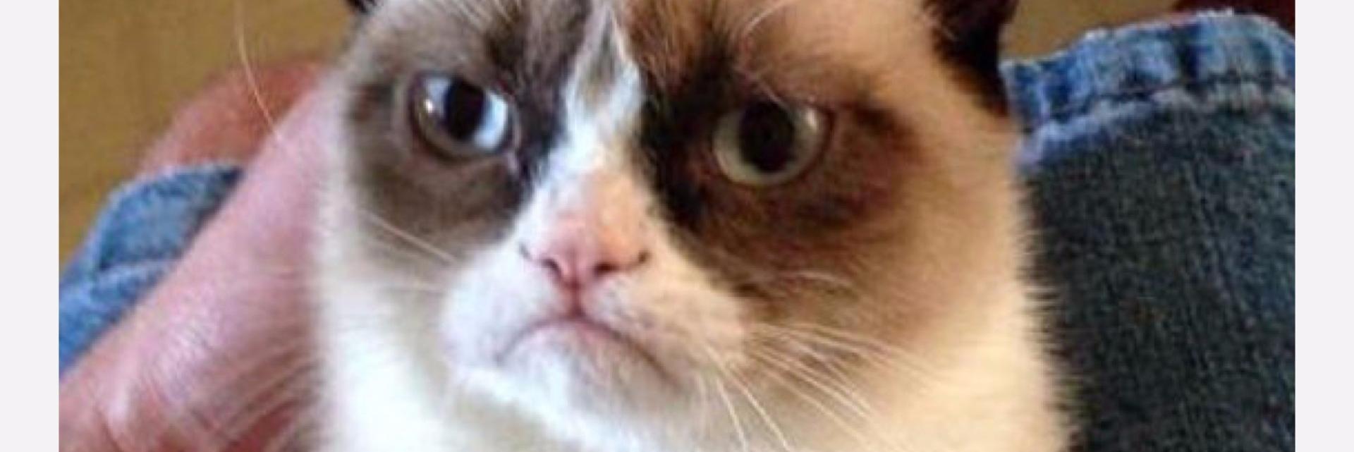Grumpyy_caat's profile banner image