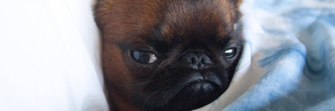 arelink_'s profile banner image