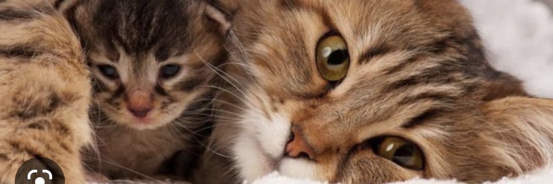 thinkaboutcleo's profile banner image
