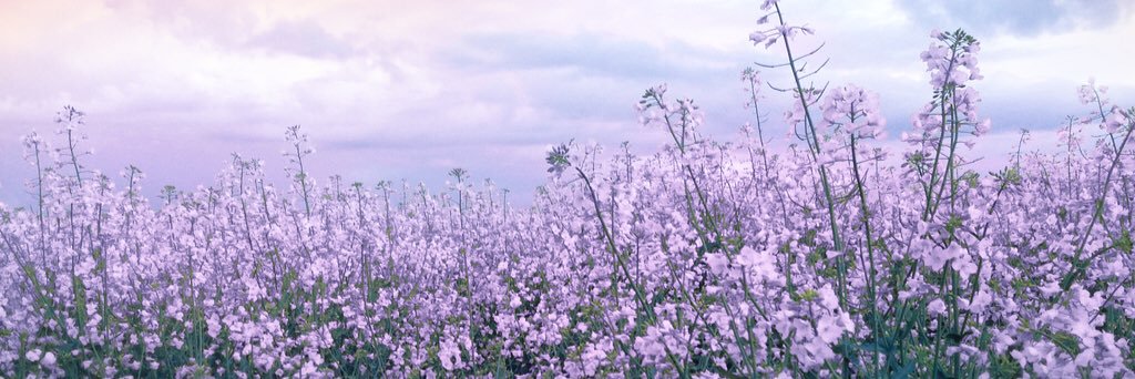 _Nettie_'s profile banner image