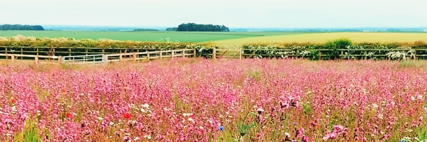 sleepymrsp's profile banner image