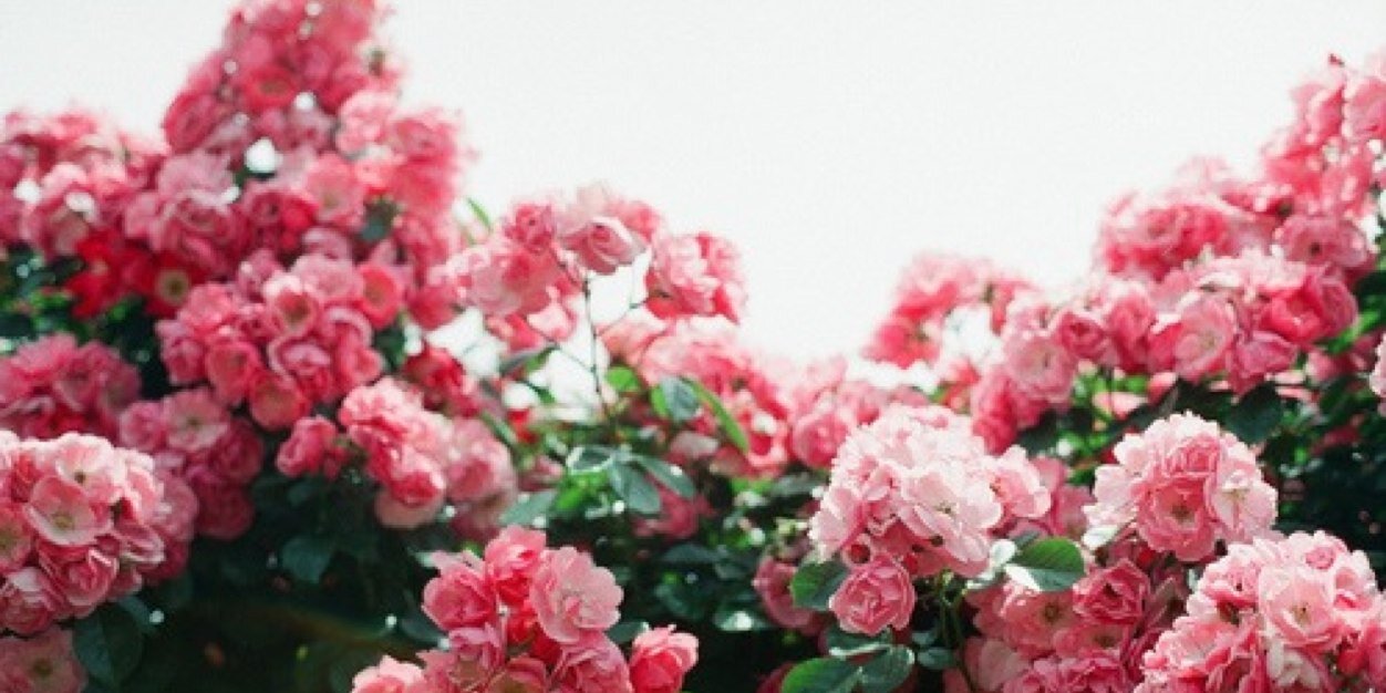 BarrosoLeticia's profile banner image