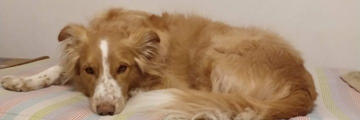paugambini's profile banner image