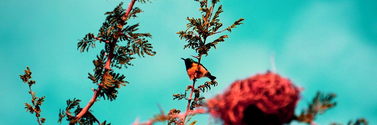 Anmol Xavior 🎄 banner