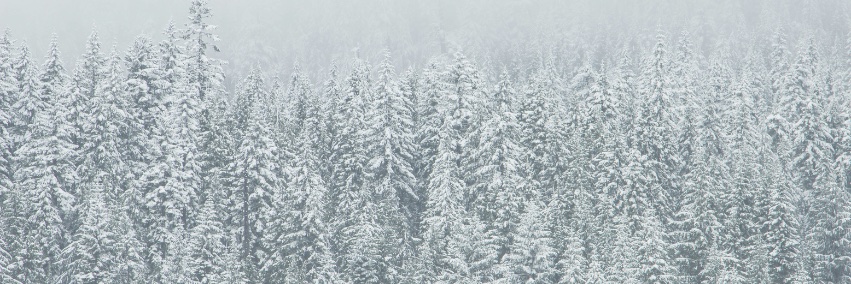 MapleHillNat's profile banner image