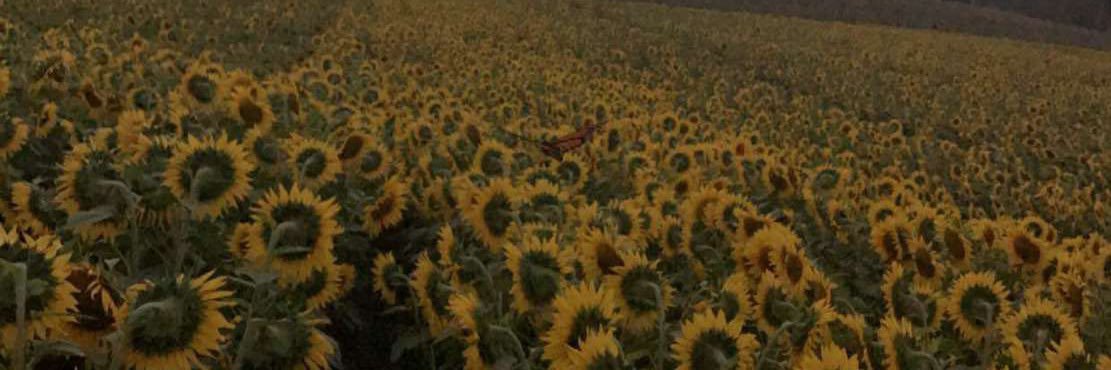 RacheleBarakat's profile banner image