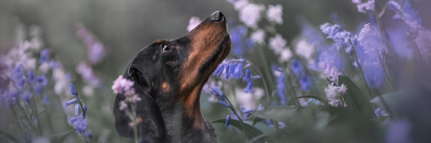 langley_daisy's profile banner image