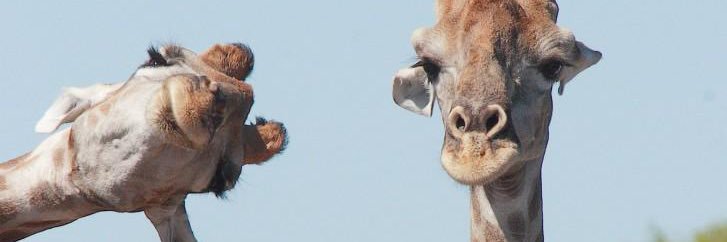 lauralozano98's profile banner image