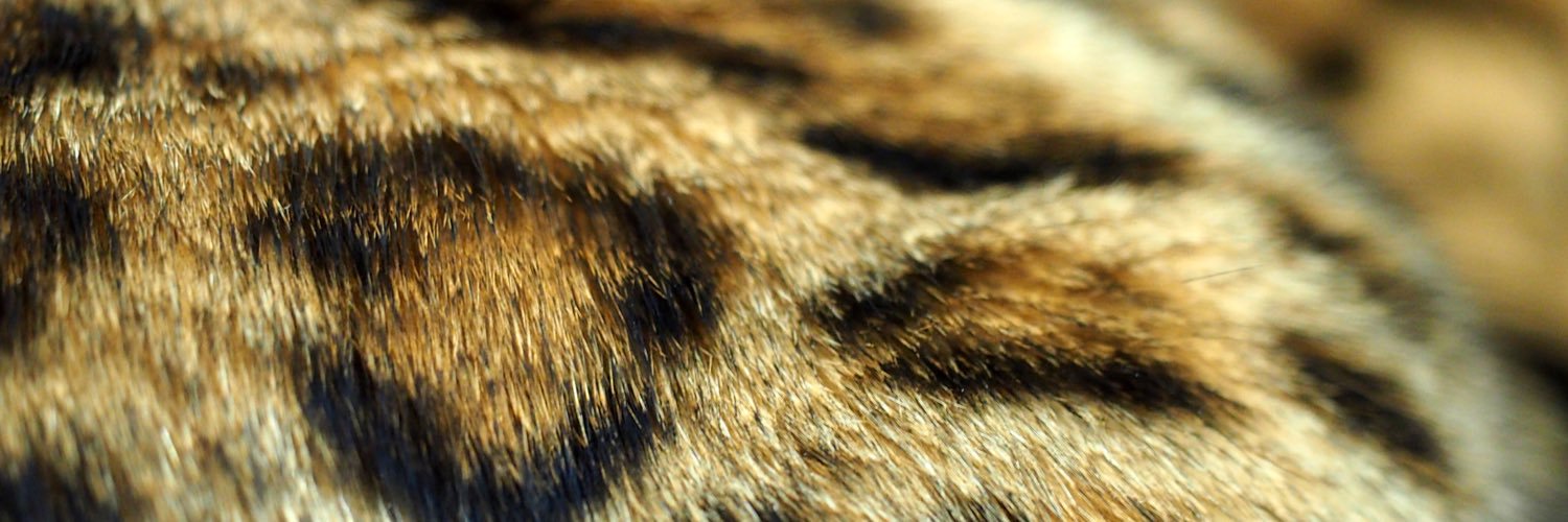 bengal_simba's profile banner image