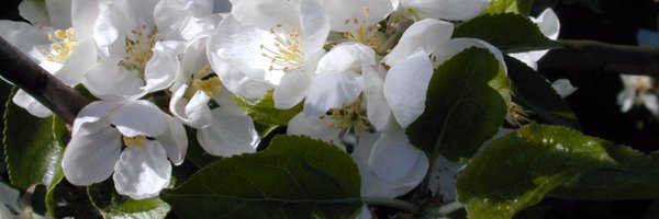 WeirsSusan Profile Banner