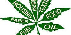 Weed4WorldPeace's profile banner image