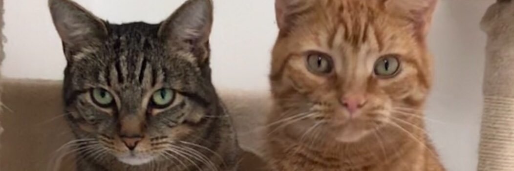 cougarCC's profile banner image