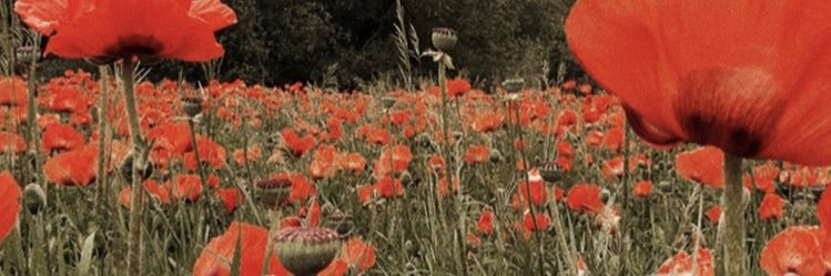 domthebishop's profile banner image