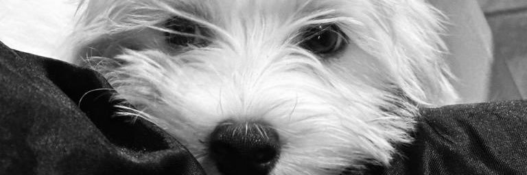 Chico_eleemebe's profile banner image