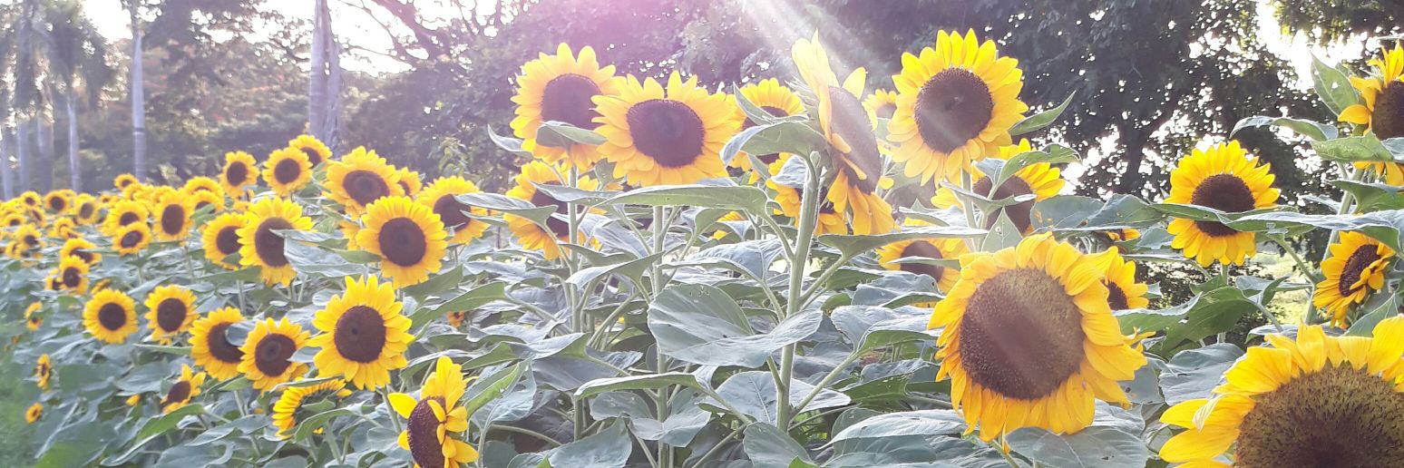 haysellebee's profile banner image